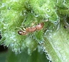 Tetramorium