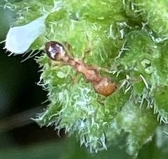 Tetramorium