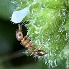 Tetramorium
