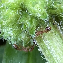 Tetramorium