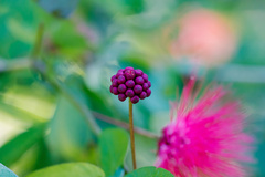 Calliandra tergemina emarginata