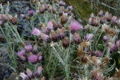 Carduus carlinoides