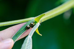 Brachyplatys subaeneus