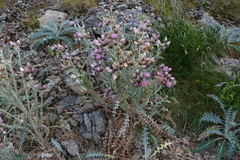 Carduus carlinoides