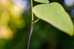 Eucomatocera vittata