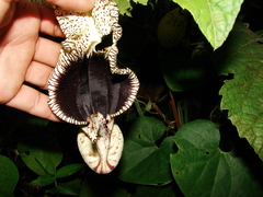 Aristolochia cymbifera