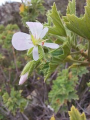 Pelargonium ribifolium