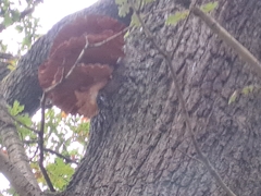 Laetiporus sulphureus