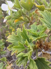 Pelargonium ribifolium