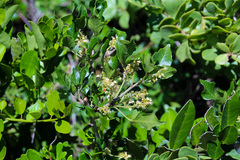 Allophylus decipiens