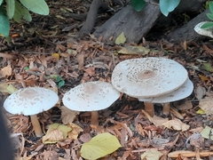Macrolepiota procera