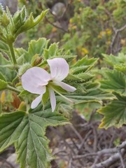 Pelargonium ribifolium