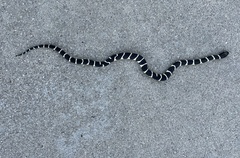 Lampropeltis californiae