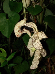 Aristolochia cymbifera