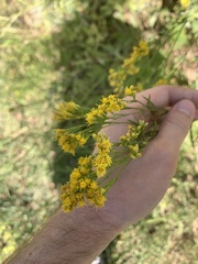 Euthamia occidentalis