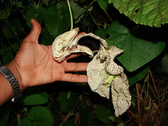 Aristolochia cymbifera