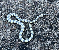 Lampropeltis californiae