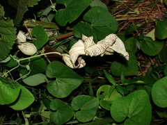 Aristolochia cymbifera