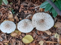 Macrolepiota procera