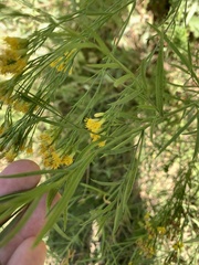 Euthamia occidentalis