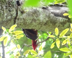 Campephilus rubricollis