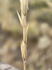 Leymus cinereus