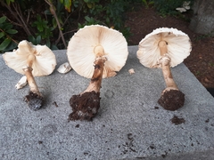 Macrolepiota procera