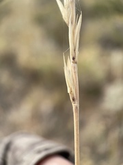 Leymus cinereus