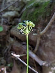 Allium tricoccum