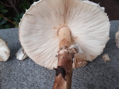 Macrolepiota procera
