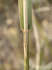 Leymus cinereus