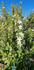 Agathosma ovata
