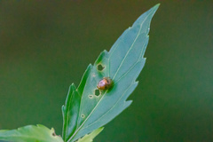 Hemisphaerius