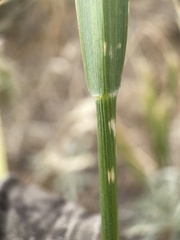 Leymus cinereus