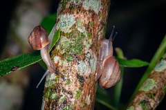 Bradybaena similaris