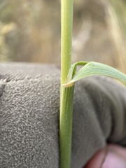 Leymus cinereus