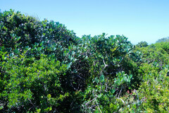 Cussonia thyrsiflora