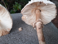 Macrolepiota procera