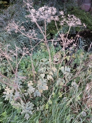 Heracleum sphondylium