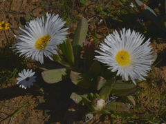 Carpobrotus quadrifidus