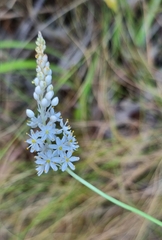 Bulbinella trinervis