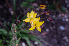 Cyanella lutea