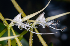Epidendrum ciliare