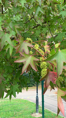Liquidambar styraciflua