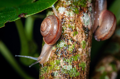 Bradybaena similaris