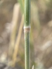 Leymus cinereus