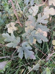 Heracleum sphondylium