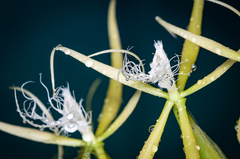 Epidendrum ciliare