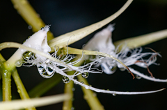 Epidendrum ciliare