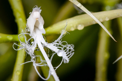 Epidendrum ciliare